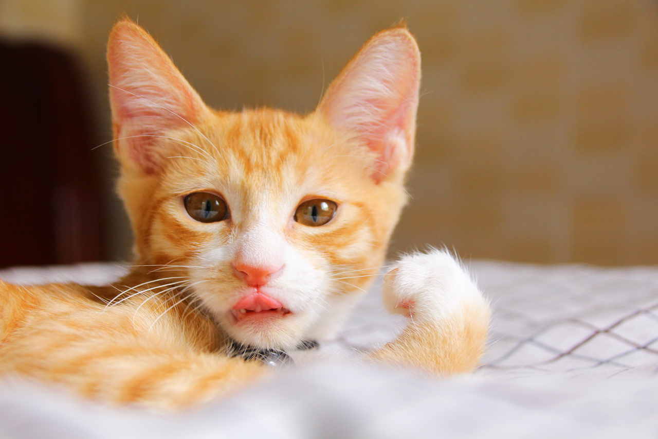 铲屎官注意猫咪这个部位也需护理,如果猫咪出现了心理疾病会抽搐吗