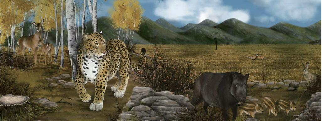 中国有13种猫科动物,中国大猫猞猁图书