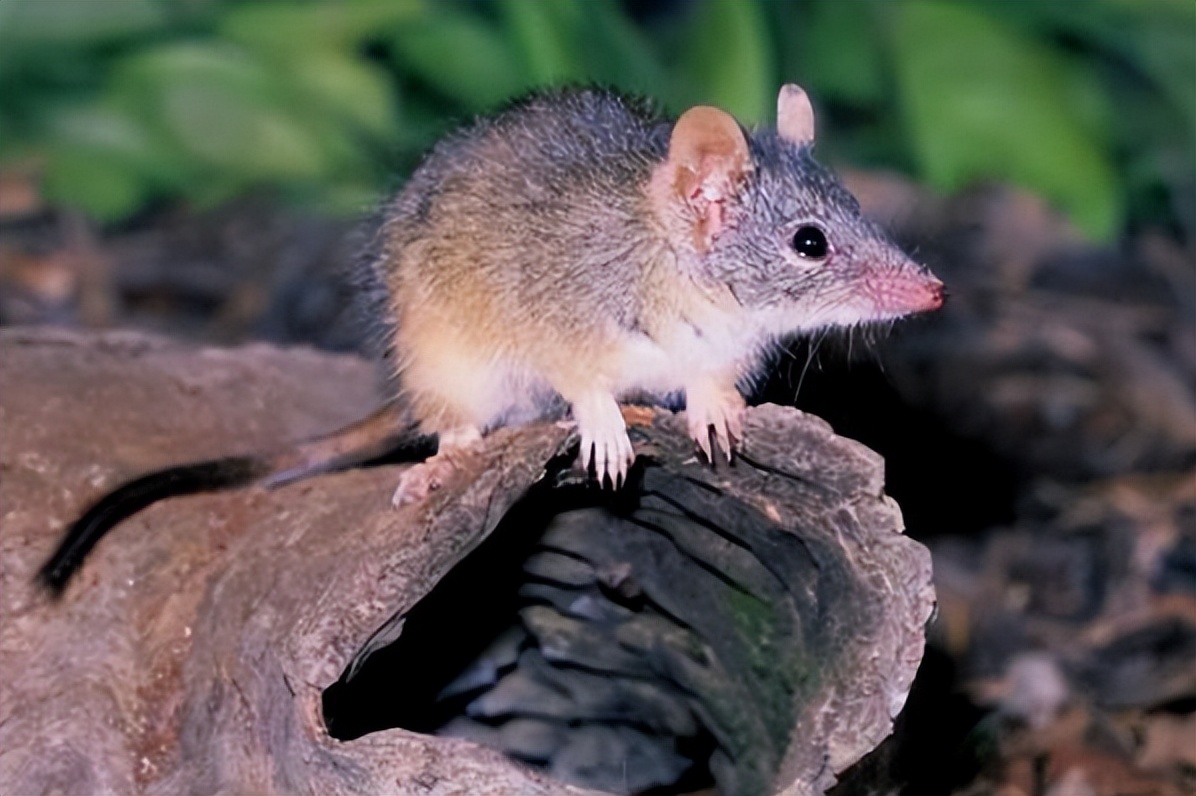 澳大利亚雄性袋鼩,澳洲袋鼩繁衍过程