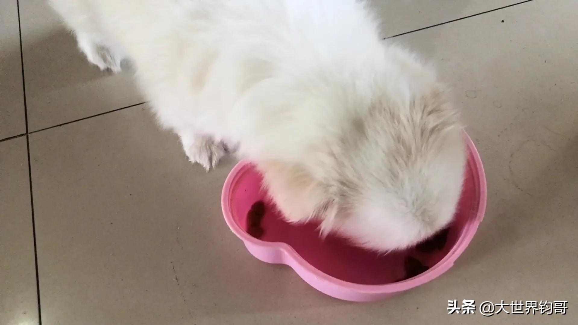 法斗幼犬得了细小治疗成功率多少,我家狗狗得了细小突然咬我一下