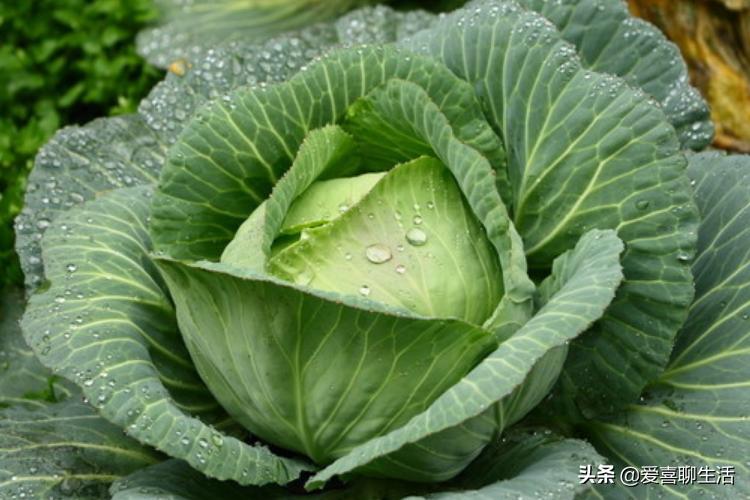 孕妇吃水果蔬菜还有必要补叶酸吗,孕妇吃哪些水果蔬菜含有叶酸