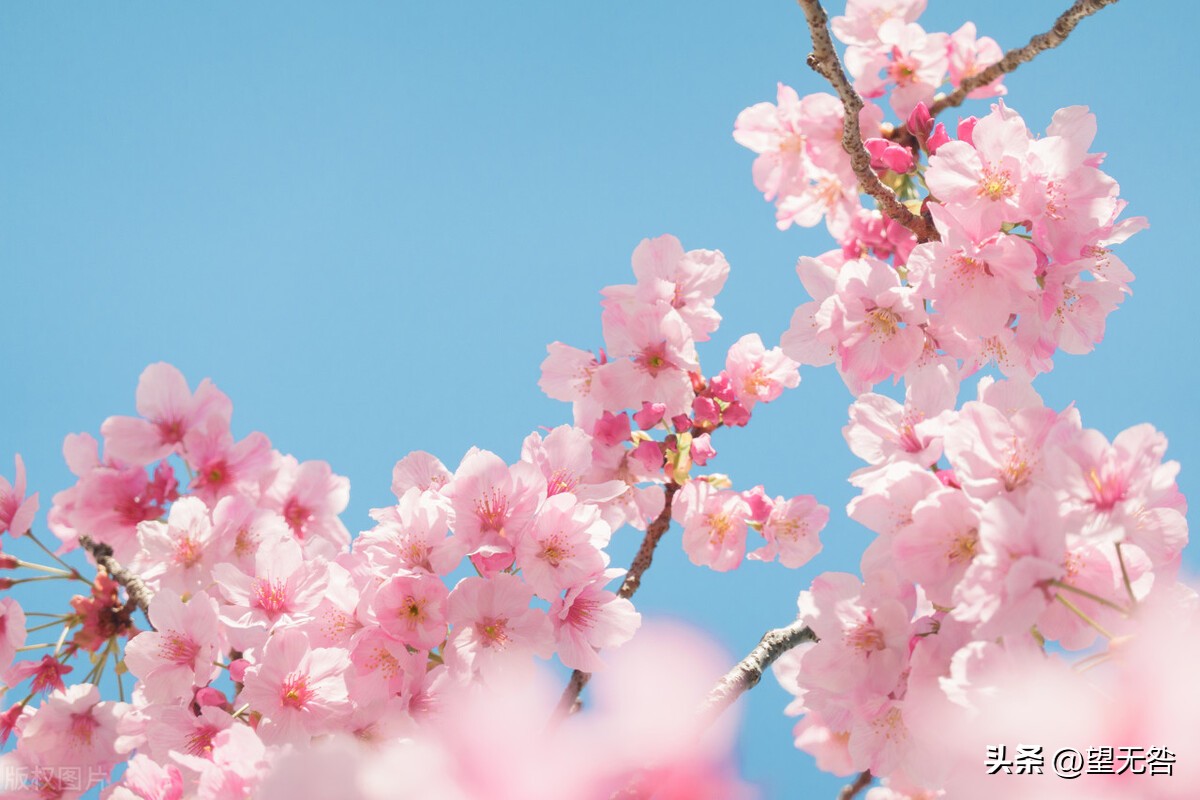 樱花不是中国花？樱花季说樱花