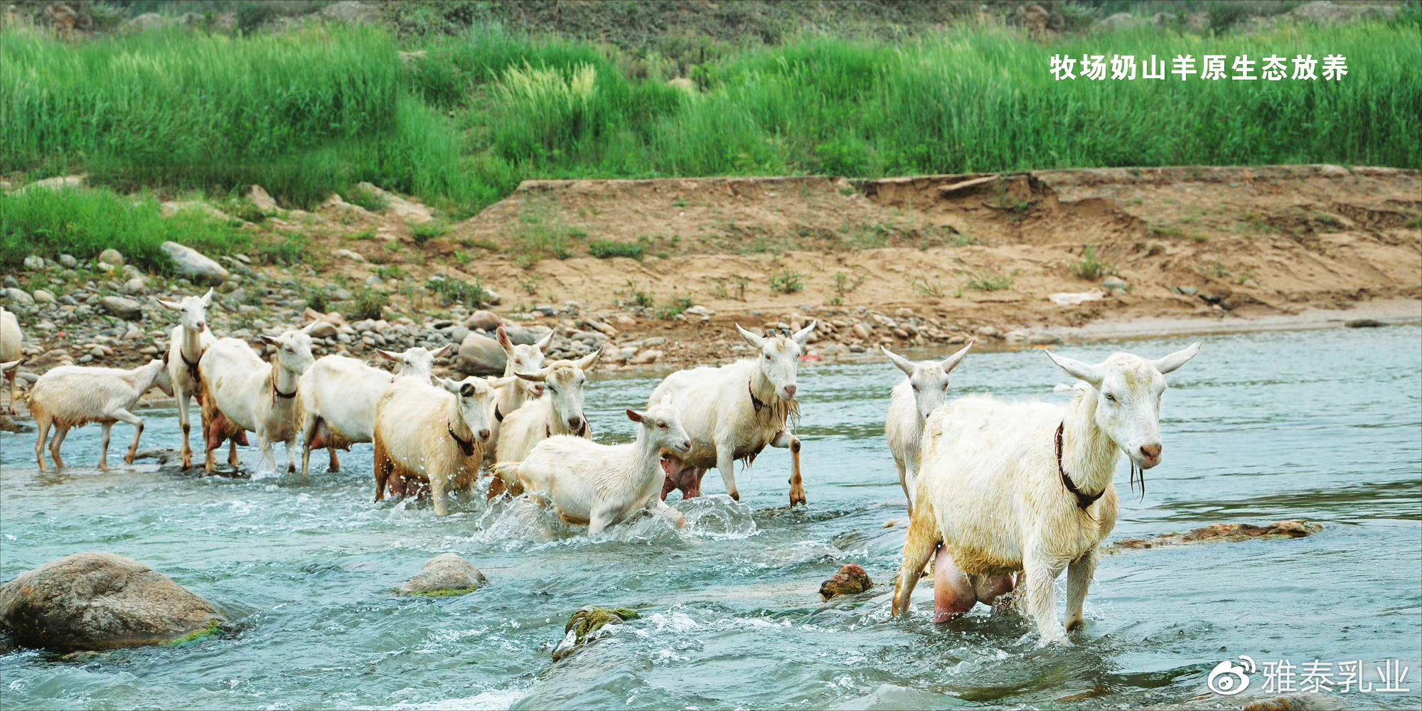 如何挑选正宗羊奶粉品牌,如何选择最好的羊奶粉品牌