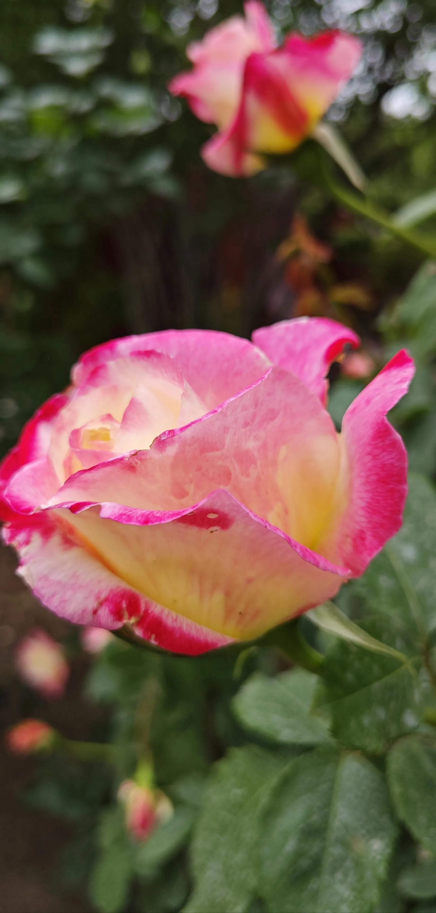 春天的月季花作文500字,春天的月季花是什么颜色