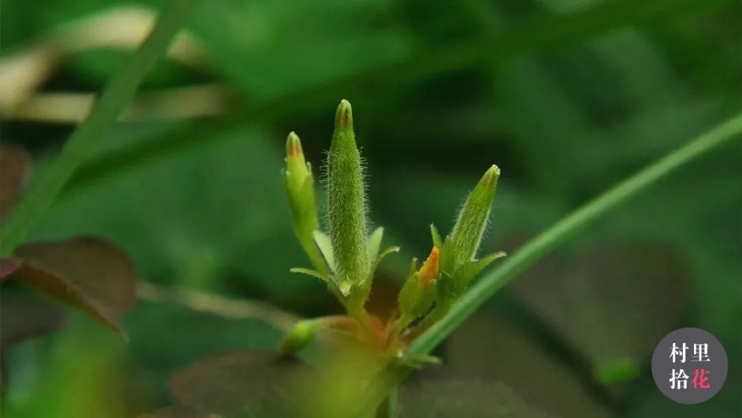 红花酢浆草简介,红花酢浆草喜欢酸性还是碱性土壤