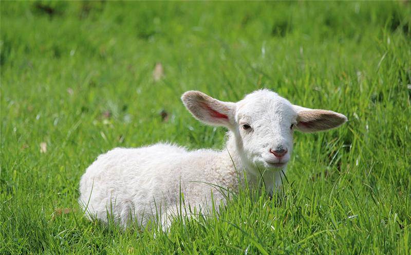 羔羊弓背无精神怎么办,羊羔弓腰驼背没精神怎么回事