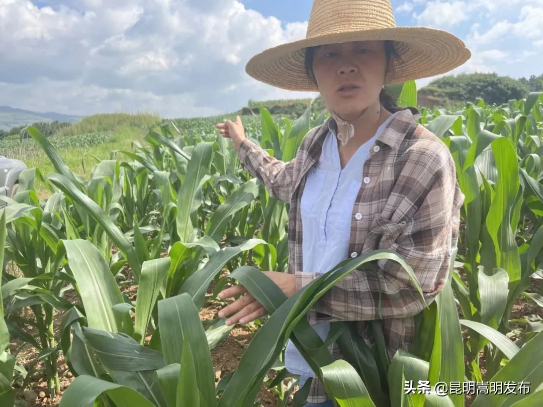 释放赤眼蜂防治虫害报道,赤眼蜂防治松毛虫方法