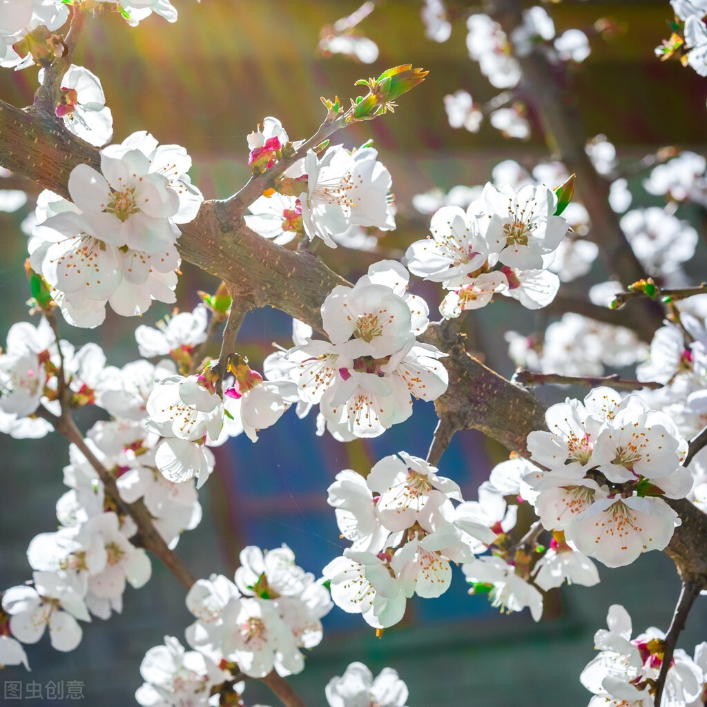 杏花桃花梨花荷花的诗有哪些,关于描写桃花杏花的唯美诗句