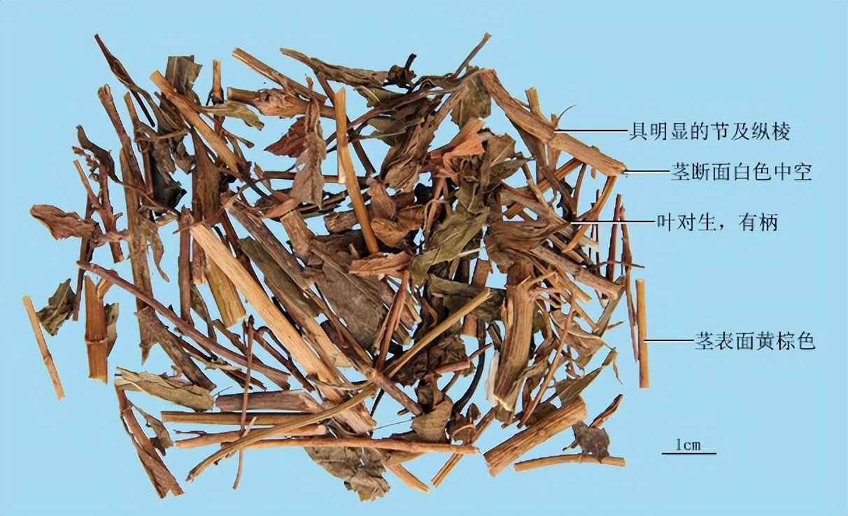 带你识别仙鹤草,带你识别茜草