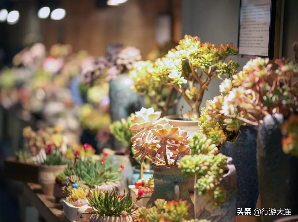 大连花市哪里最好玩,大连的花市有哪些