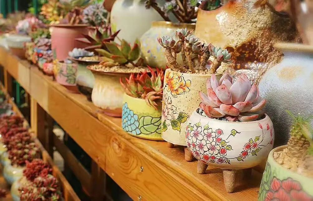 湖南“花二代”开园艺中心，线上一天卖花12万盆，年营业额超2000万元