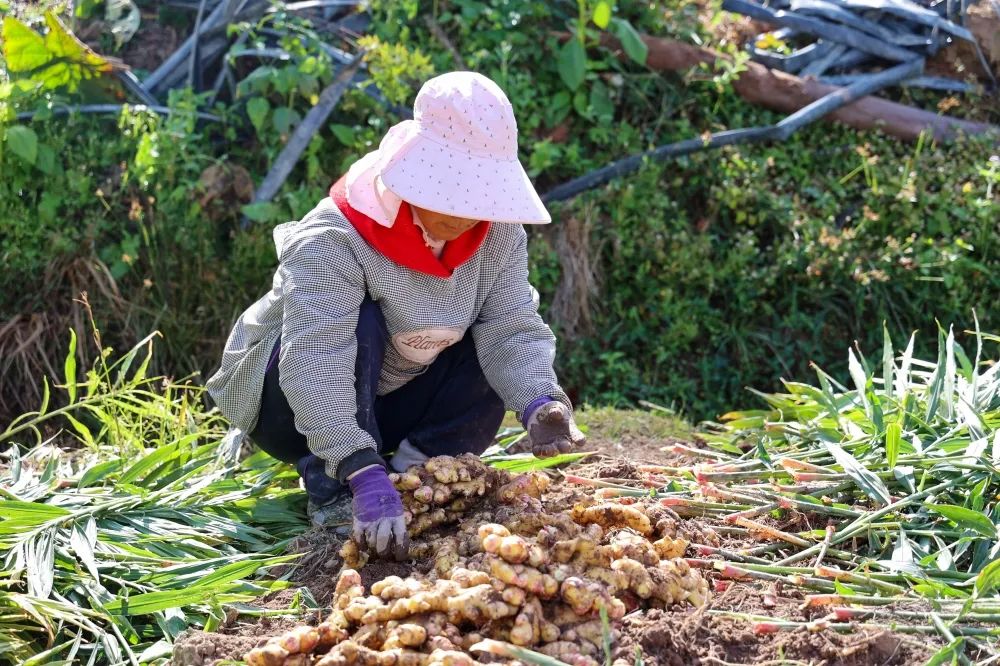 姜来可期什么意思,科技赋能姜来可期