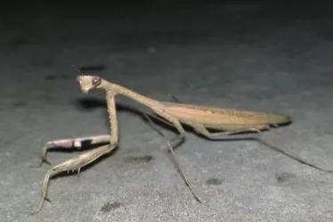 螳螂吃掉自己丈夫的头,螳螂为什么吃掉配偶螳螂吃蛇