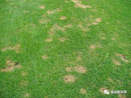 草坪通常要进行哪些养护管理项目,草坪要打理吗