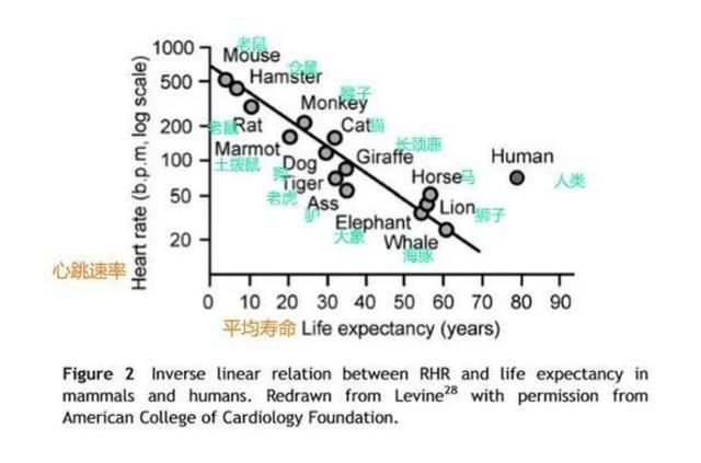 心率越慢寿命越长是真的吗,心率快与心率慢对人的寿命影响