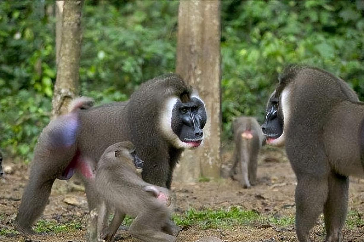 世界上最凶猛的猴子是什么样子,世界上最可怕的十种猴子排行榜