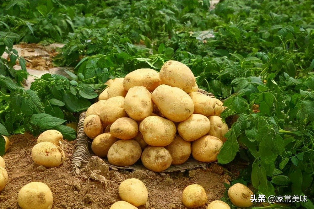 全国哪些地方的土豆最好吃,全国哪的土豆最好