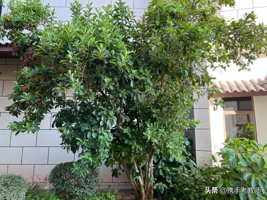 「生物专栏」珊瑚树