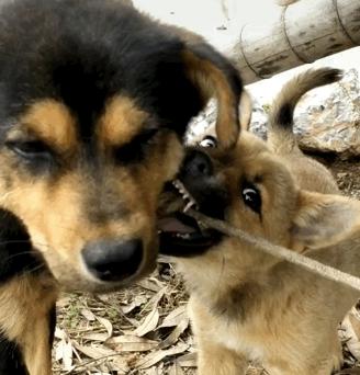 土狗基本都是什么品种,土狗哪个品种比较大