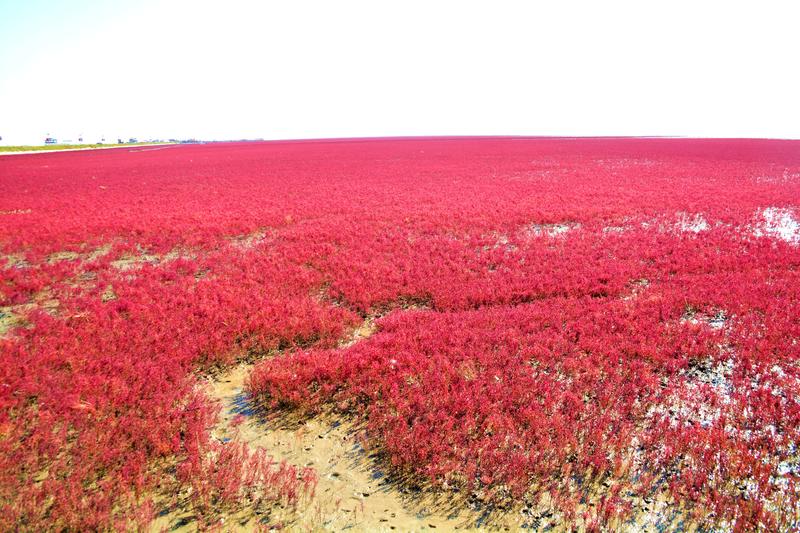 辽宁盘锦在哪个地方,去盘锦旅游哪里好