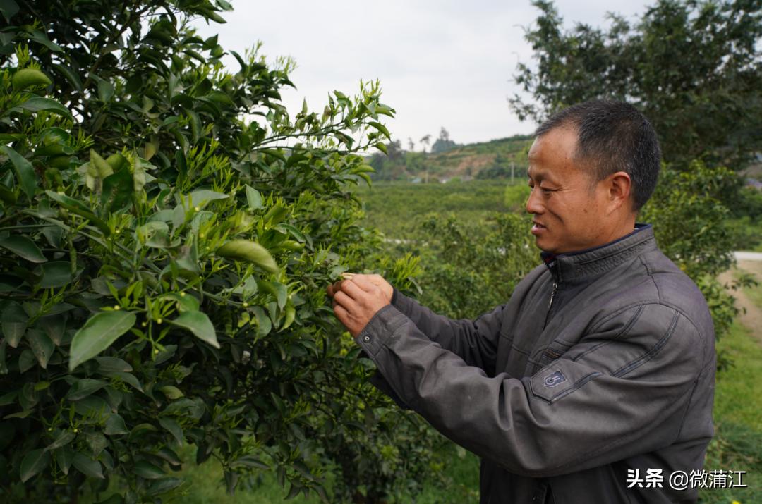 【两个替代，我来说】收购价高达4.5元/斤，高品质果子究竟是如何“炼成”的？