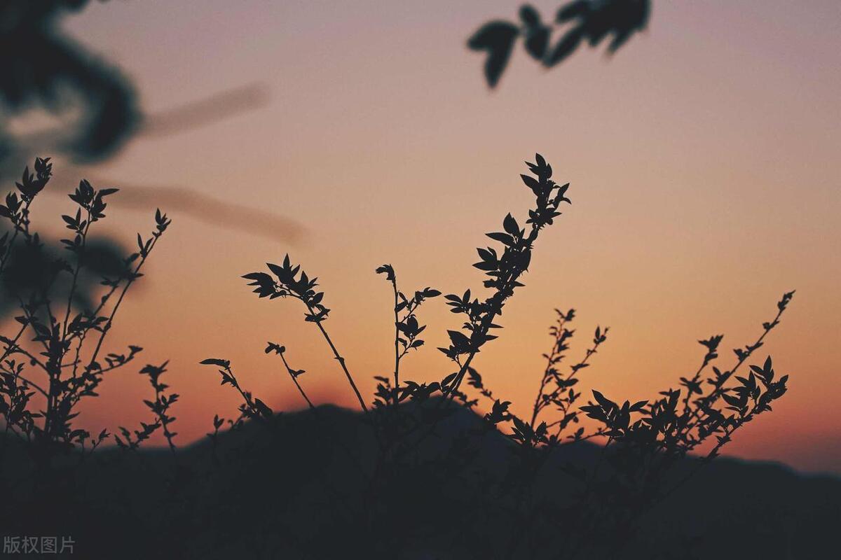 童年轶事视频,童年轶事系列