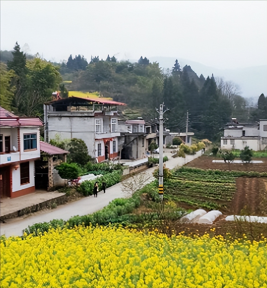 农村又轻松又能快速发家致富门路,农村发家致富的门路有哪些