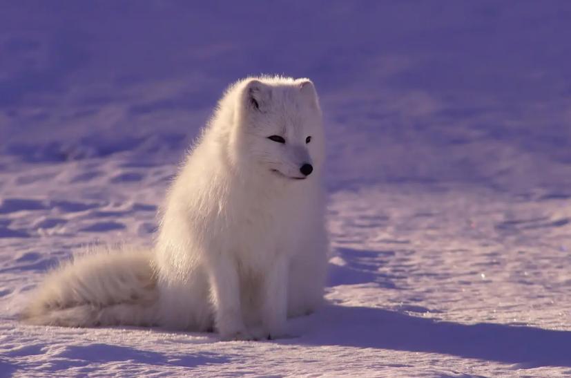 男子投喂狐狸被送灵芝,男子投喂白狐