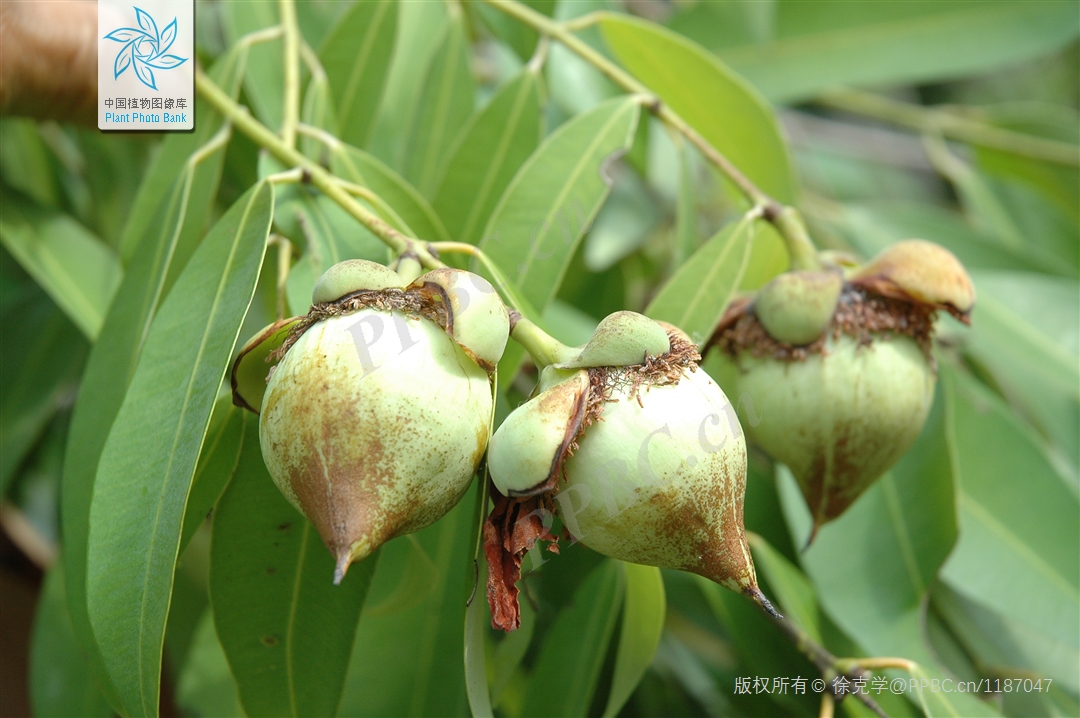 铁刀木和松木哪个好,铁力木和铁刀木哪个更好