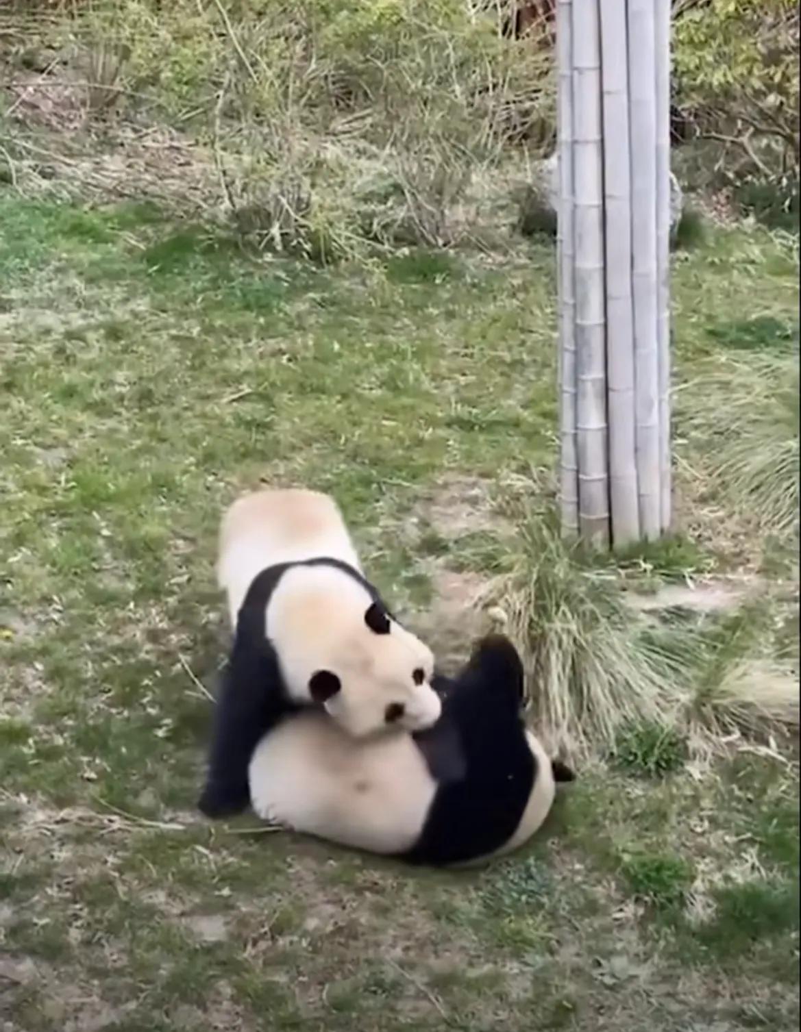 熊猫学习带崽,熊猫能一级带崽么