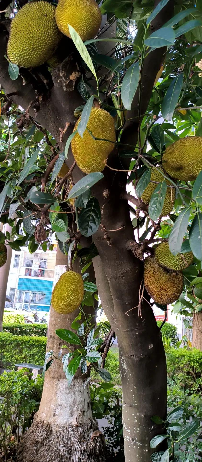 开方必用：主药大全集