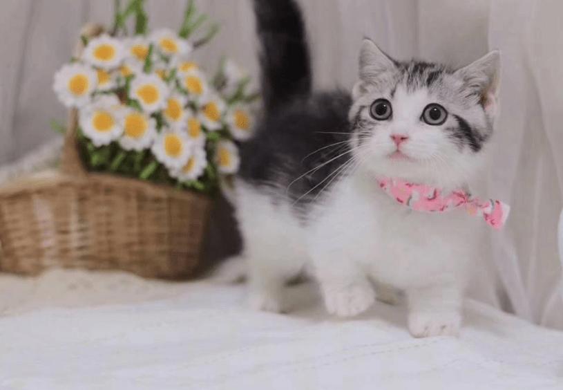 十大热门猫,2023年最热门猫咪排行榜