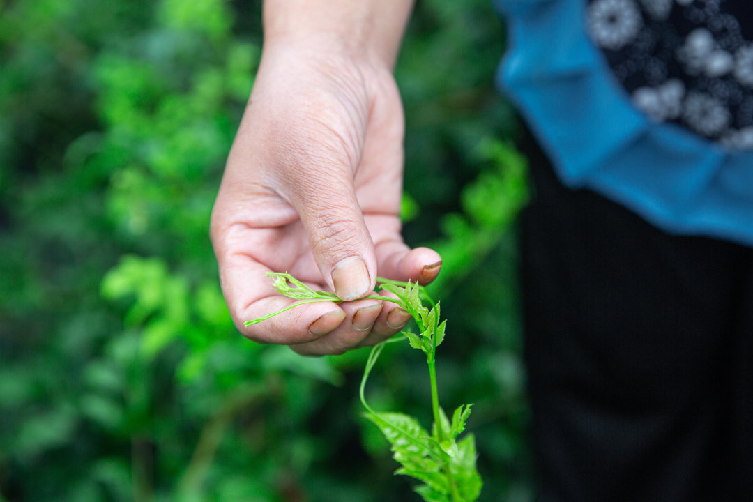 小界莓茶怎么样,特级莓茶哪个牌子是正宗的