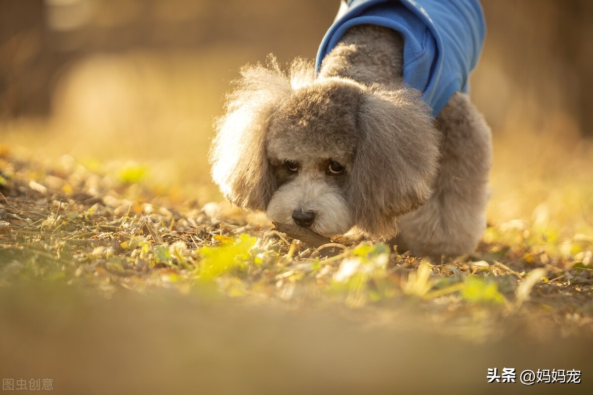 纯种泰迪犬和杂种泰迪,纯种泰迪犬小体泰迪