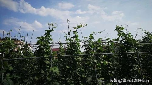 骂街的女人是什么样子,骂街的女人