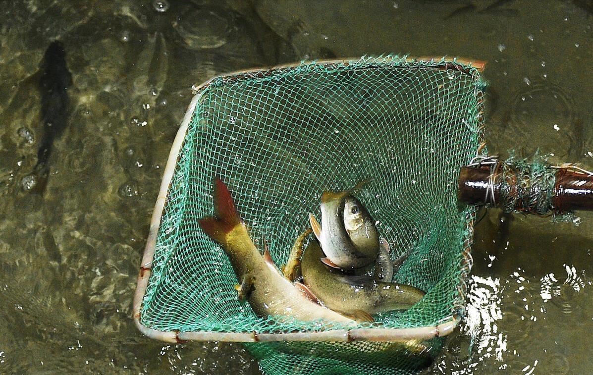 重庆“鱼坑”变鱼库,父子日捞1000斤赚12万!长江禁渔是救命草?