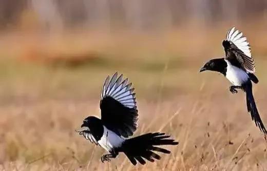 猛禽为什么不能惹喜鹊,鹰为什么不惹喜鹊