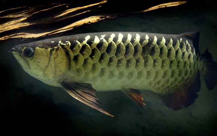 养龙鱼养几条的寓意,养龙鱼真的有风水讲究吗