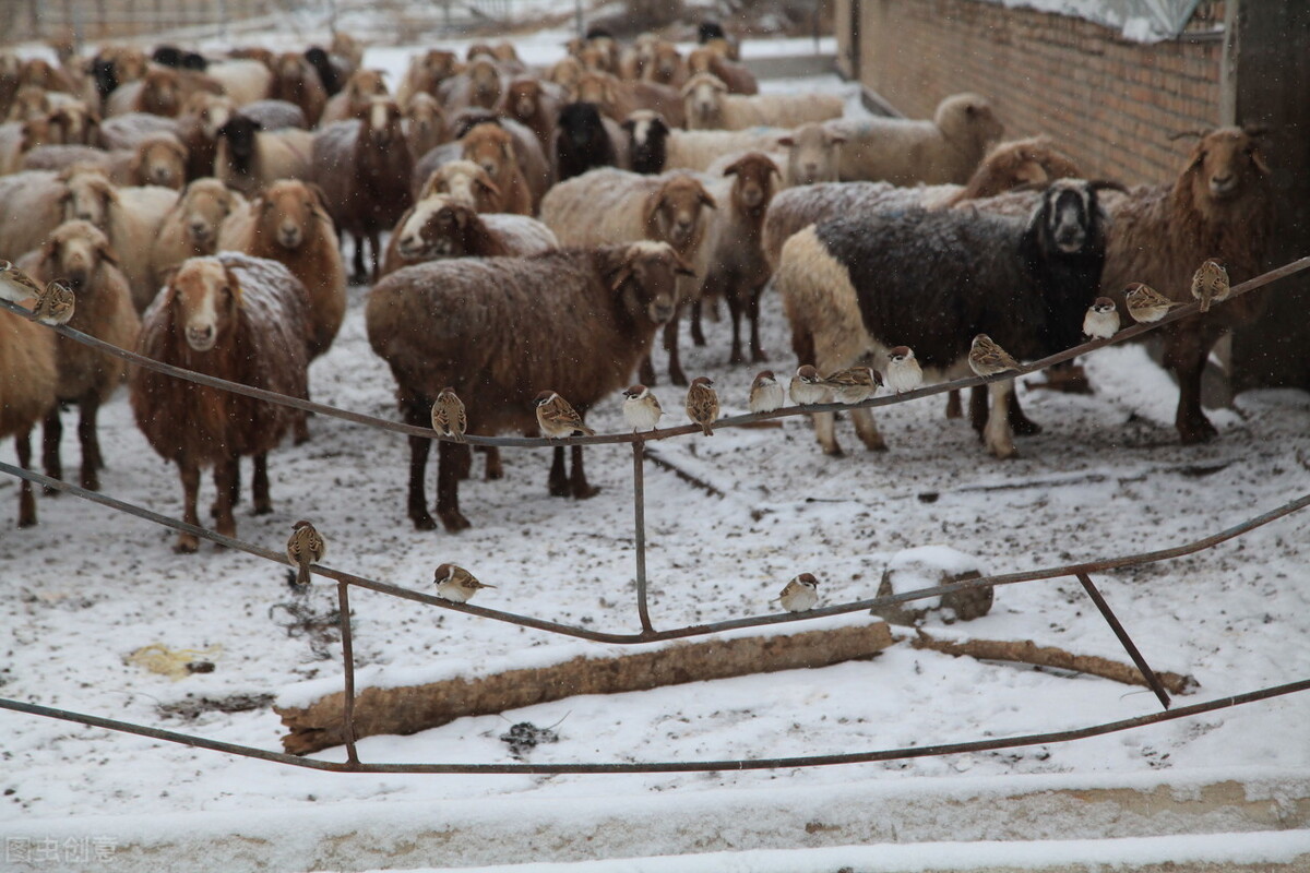 冬天的羊肉怎么做才好吃,大冷天用羊肉怎么做才好吃
