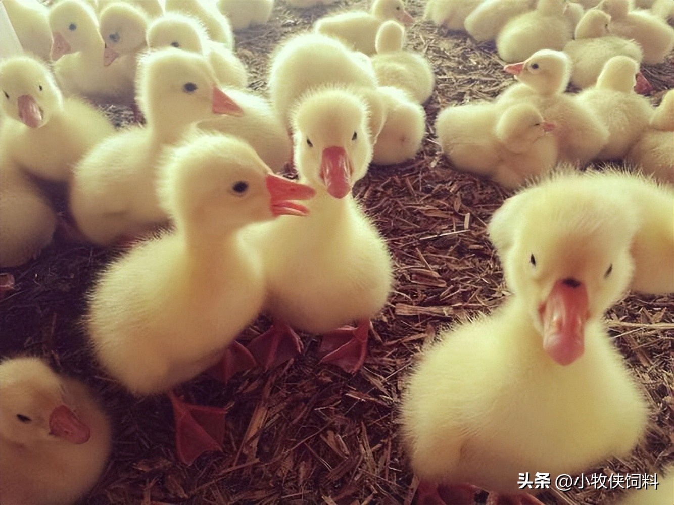 小鹅瘟怎样用药物防治,小鹅瘟用什么药最佳防治