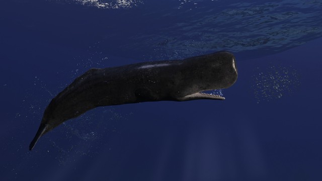 动物界潜水冠军之称的是抹香鲸,抹香鲸是世界上最大的智力动物