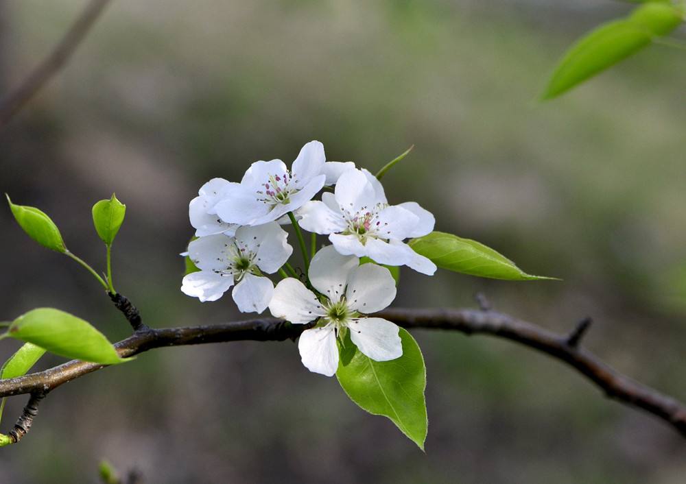 唯美春天的古诗词大全,描述春天的万种风情古诗十首