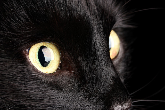 沙雕恐怖故事黑猫 (美国鬼故事黑猫)