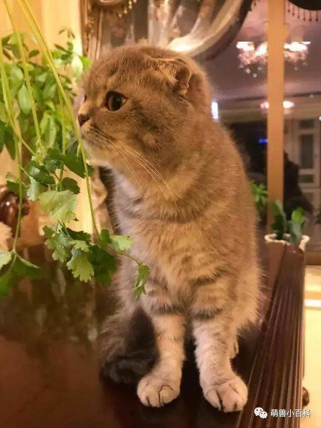 网友炸锅：麦当劳出了香菜新地，猫咪和狗狗能吃香菜吗？