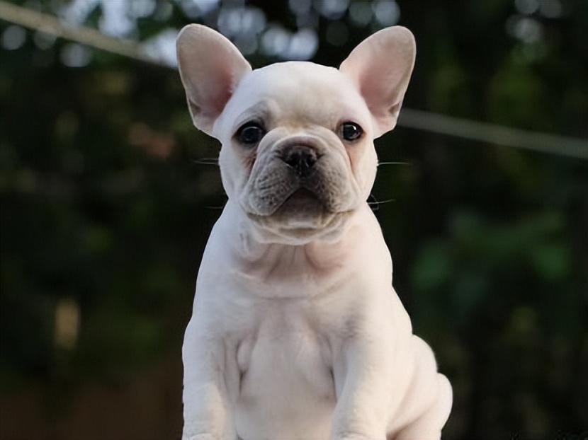 法斗怎么消除体臭,法斗体臭最佳治疗方法