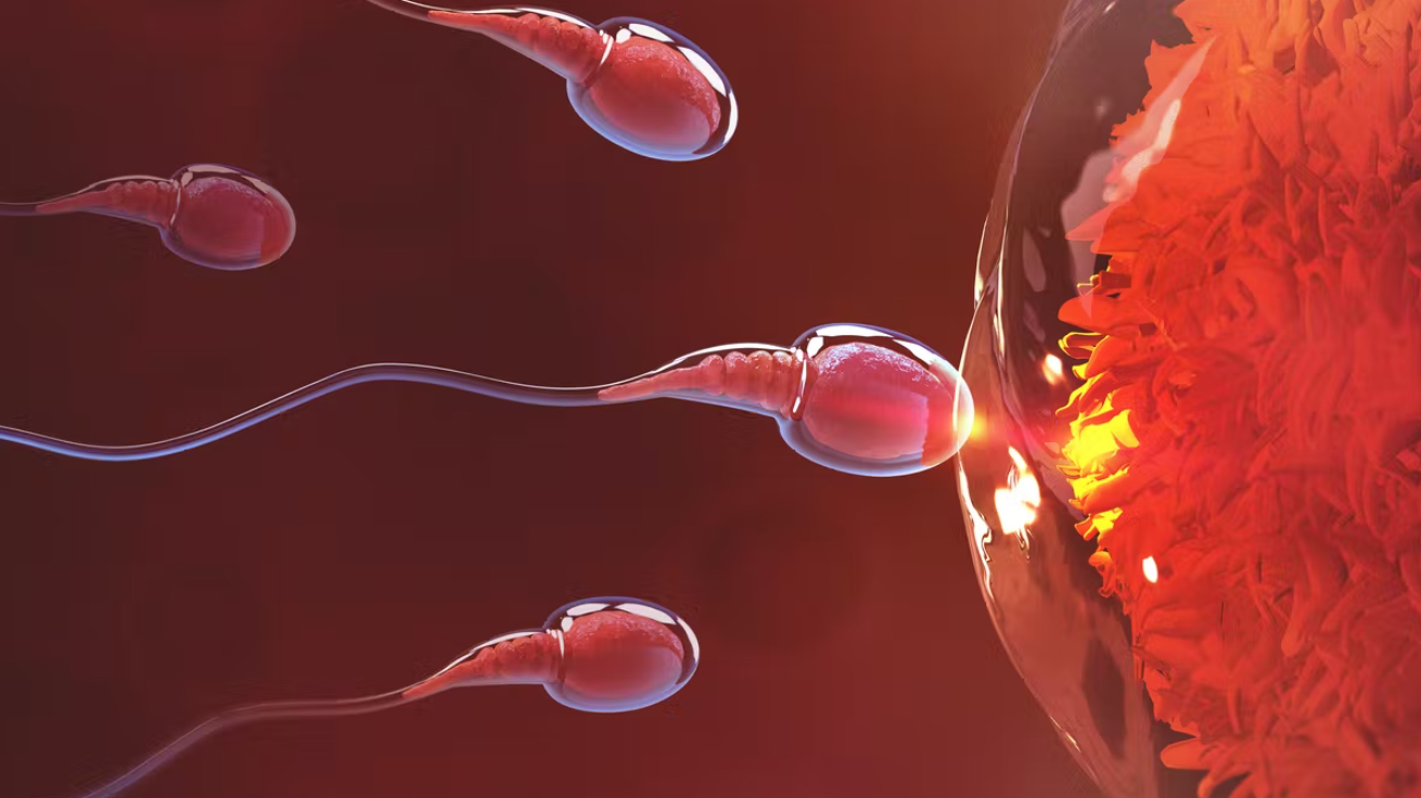 进入女性体内后,结合失败的精子都去哪里了?答案既心疼又好笑