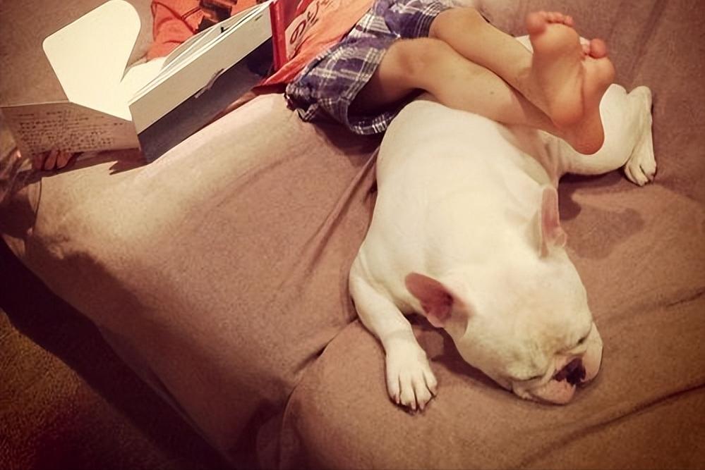 法国斗牛犬饲养方法视频,法国斗牛犬饲养方法视频教程