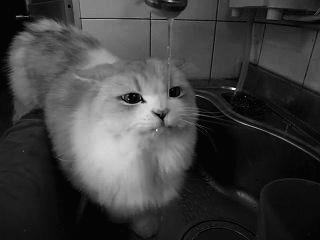 一天喝8杯水真的有用吗,1天喝8杯水能瘦吗