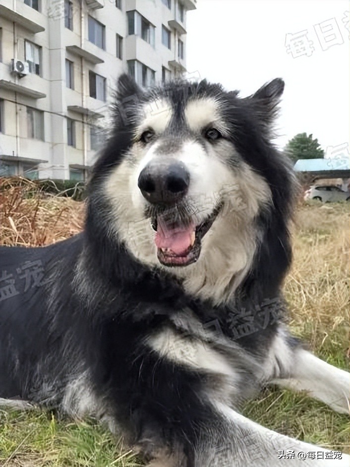 狗狗病情突发死亡,狗狗突发病死了