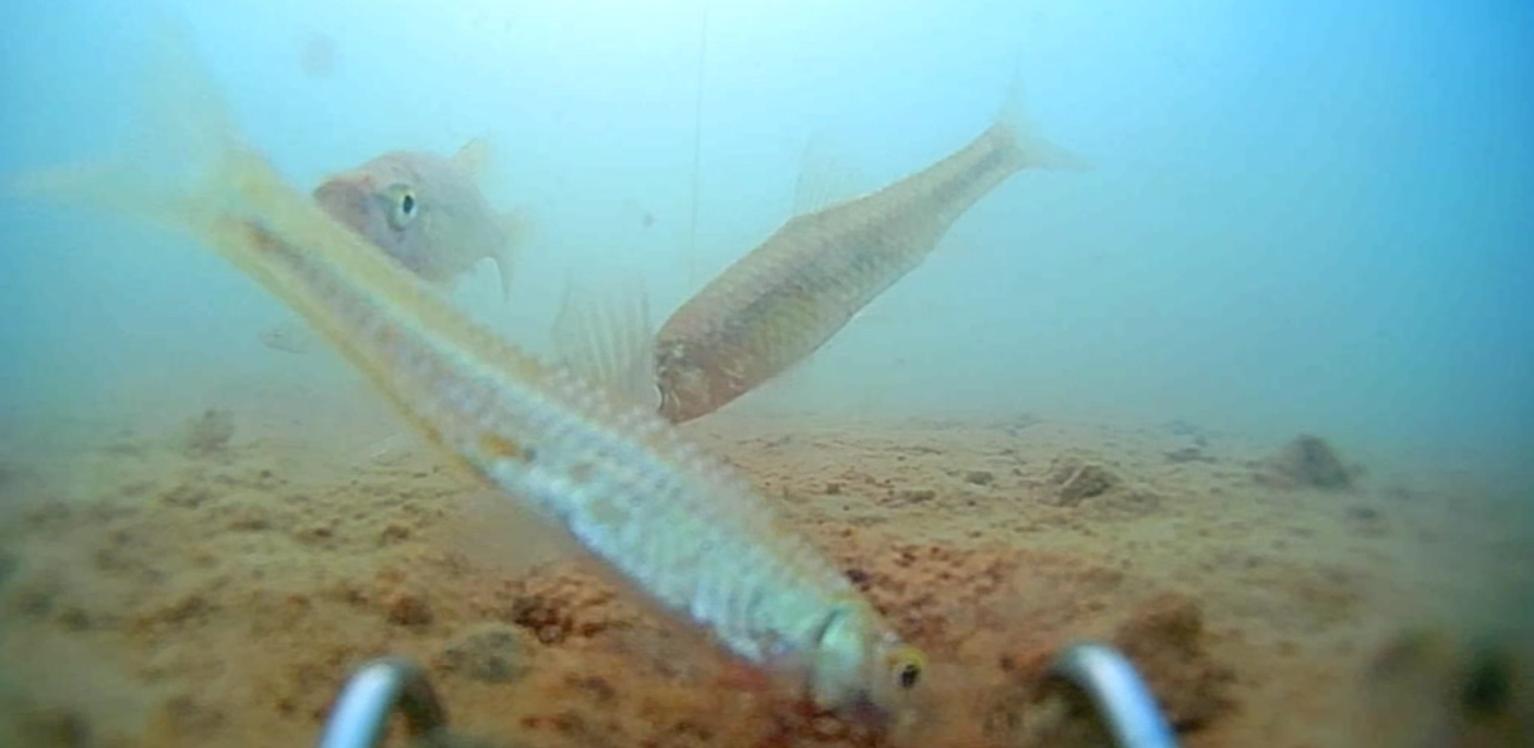 鲫鱼为什么要钓钝点,冬季为啥鲫鱼越钓越小